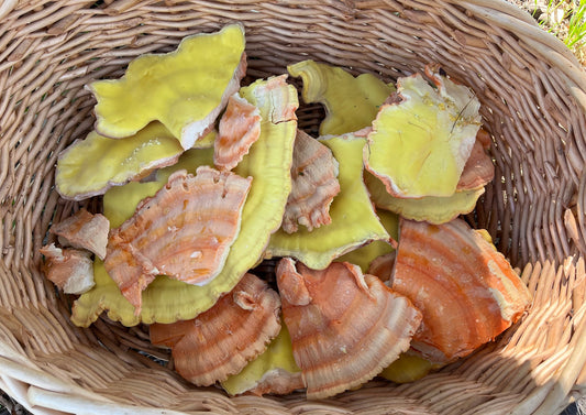 Chicken of the Woods Mushroom