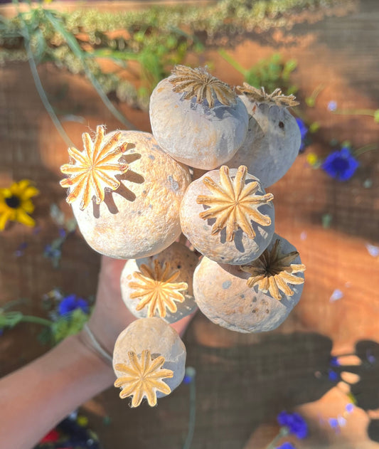 Papaver Poppy Pods - Bundle of 8