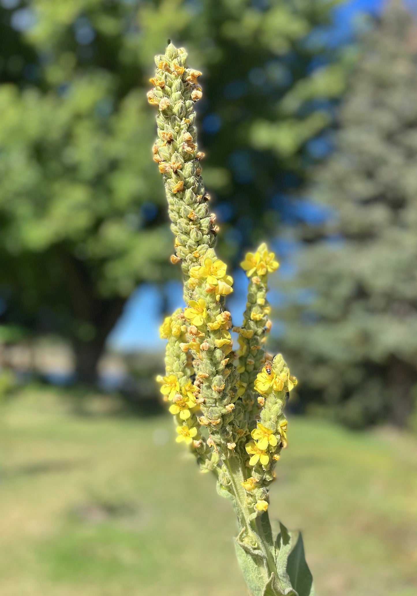 Mullein Witch's Torches - 7"