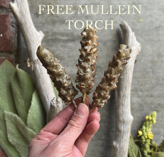 FREE Mini Mullein Witch Torch (with any purchase)