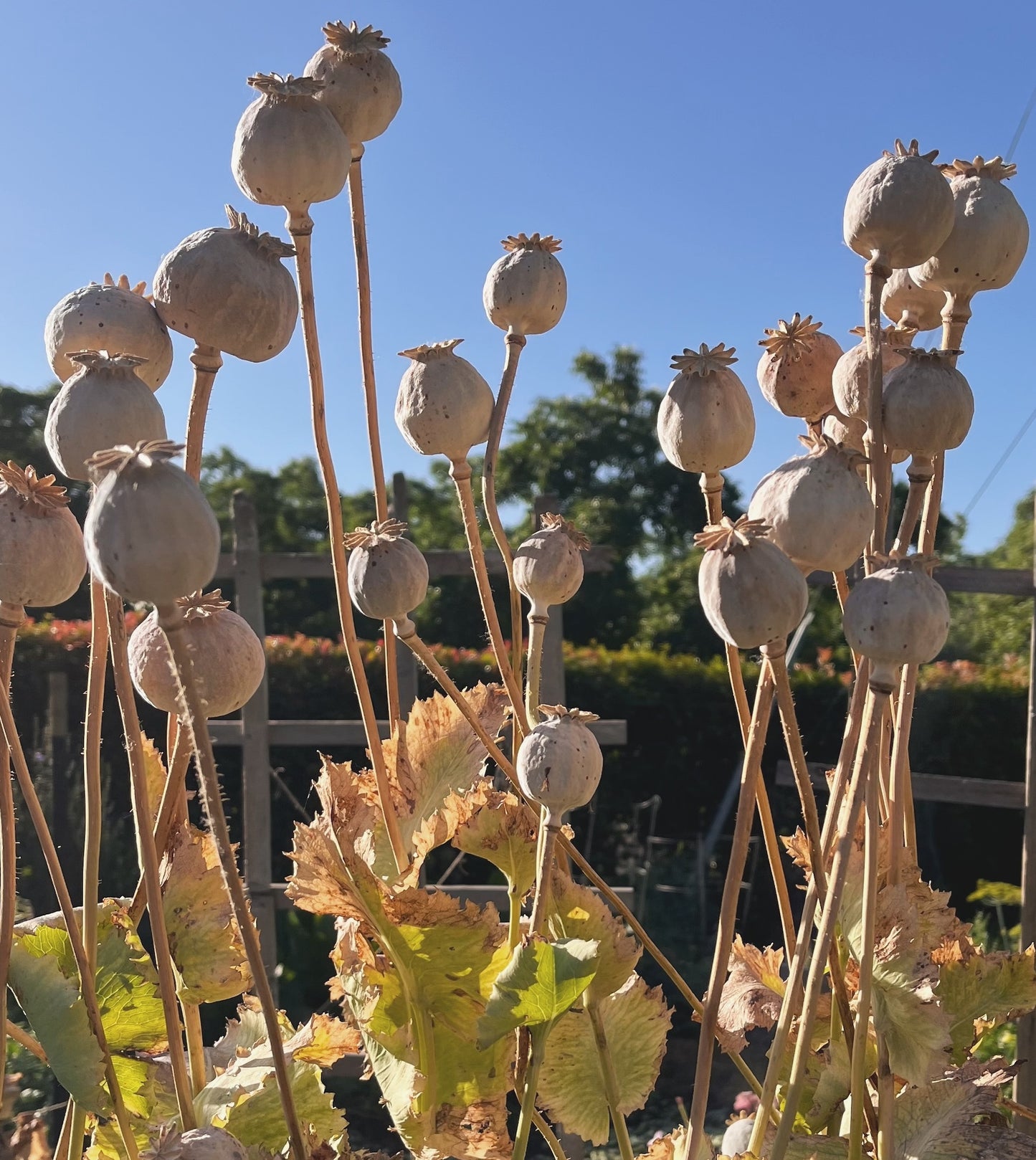 Hungarian Breadseed Poppy Seed Pack