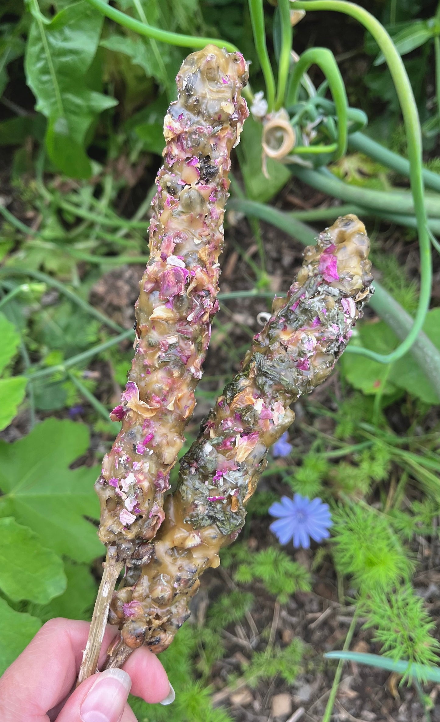 Mullein Witch's Torches - 7" - Spring Dreams