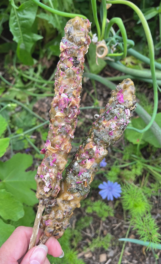 Mullein Witch's Torches - 7" - Spring Dreams